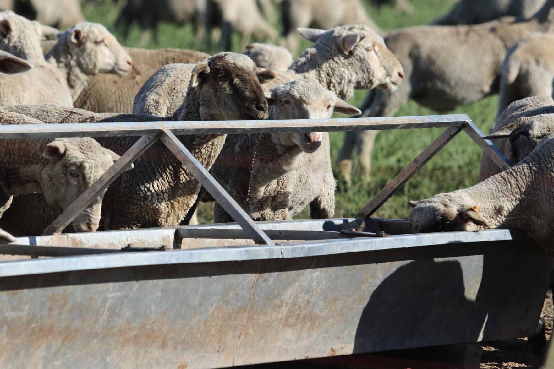 Martin Auza --Sheep Herding